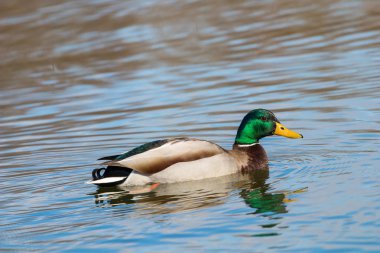 Vahşi ördek Mallard Anas platyrhynchos. Erkek Ördek.