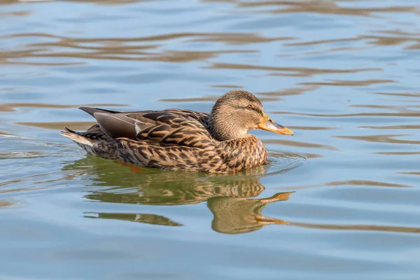 Vahşi ördek Mallard Anas platyrhynchos. Dişi Ördek.