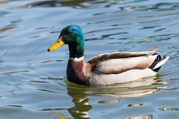 야생 오리 Mallard Anas platyrhynchos. 수컷 오리. — 스톡 사진