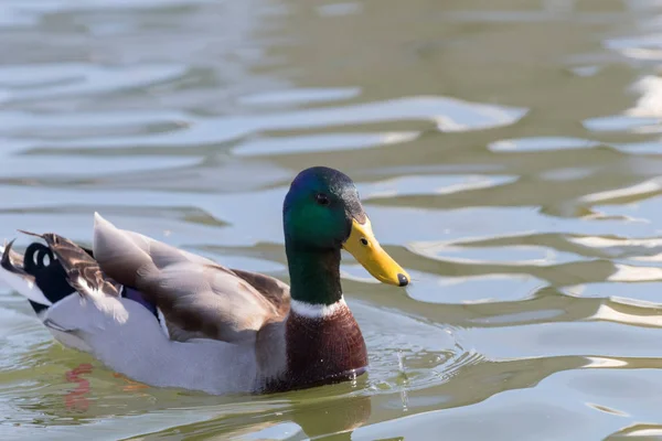 야생 오리 Mallard Anas platyrhynchos. 수컷 오리. — 스톡 사진