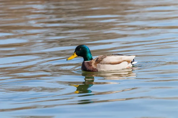 Vahşi ördek Mallard Anas platyrhynchos. Erkek Ördek.