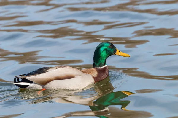 야생 오리 Mallard Anas platyrhynchos. 수컷 오리. — 스톡 사진