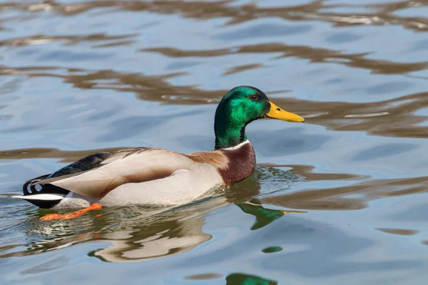 야생 오리 Mallard Anas platyrhynchos. 수컷 오리. — 스톡 사진