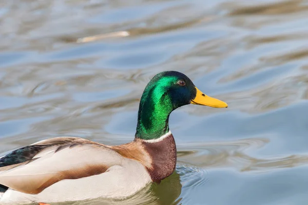 Pato salvaje Mallard Anas platyrhynchos. Pato macho. — Foto de Stock