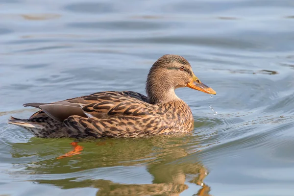 Vahşi ördek Mallard Anas platyrhynchos. Dişi Ördek.