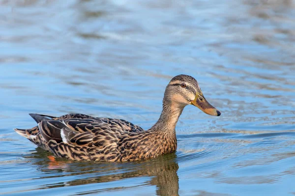 Vahşi ördek Mallard Anas platyrhynchos. Dişi Ördek.