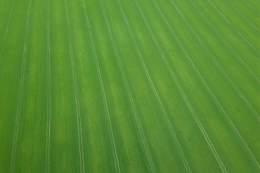 Yeşil alan bahar mevsimi. Havadan görünümü. Buğday.