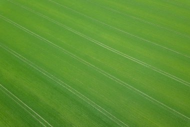Yeşil alan bahar mevsimi. Havadan görünümü. Buğday.