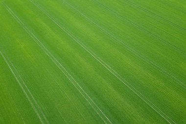 Yeşil alan bahar mevsimi. Havadan görünümü. Buğday.