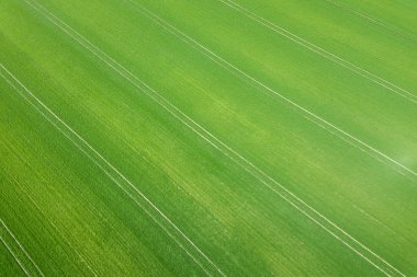 Yeşil alan bahar mevsimi. Havadan görünümü. Buğday.