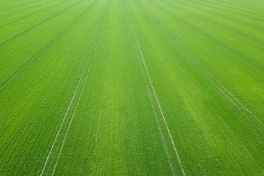 Yeşil alan bahar mevsimi. Havadan görünümü. Buğday.