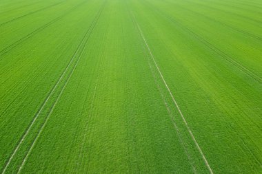 Yeşil alan bahar mevsimi. Havadan görünümü. Buğday.