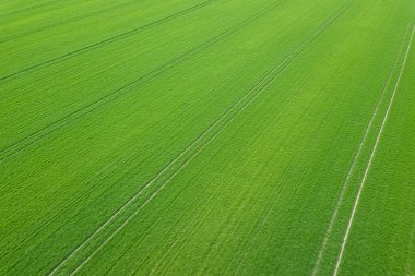 Yeşil alan bahar mevsimi. Havadan görünümü. Buğday.