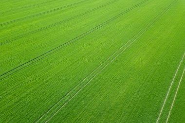Yeşil alan bahar mevsimi. Havadan görünümü. Buğday.