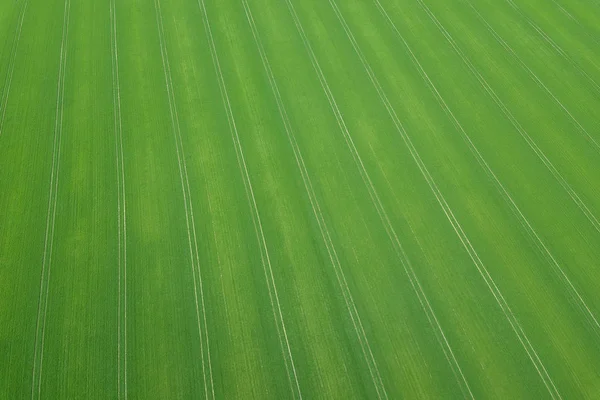 Verde stagione primaverile campo. Vista aerea. Frumento . — Foto Stock