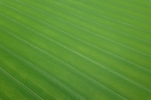 Temporada de primavera verde. Vista aérea. Trigo . — Fotografia de Stock