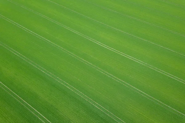 Πράσινο πεδίο άνοιξη σεζόν. Εναέρια άποψη. Σιτάρι. — Φωτογραφία Αρχείου