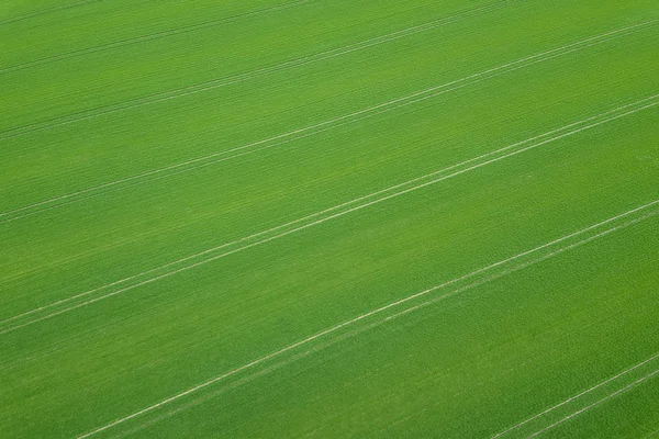 Temporada de primavera verde. Vista aérea. Trigo . — Fotografia de Stock