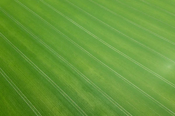 Frühlingszeit auf der grünen Wiese. Luftaufnahme. Weizen. — Stockfoto