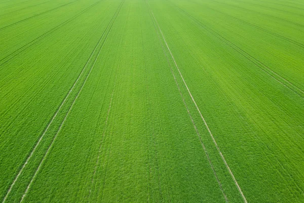 Green field spring season. Aerial view. Wheat. — Stock Photo, Image