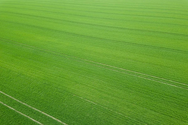 Green field spring season. Aerial view. Wheat. — Stock Photo, Image