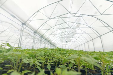 Filiz domates. Saksı domates fidesi yeşil yaprakları.