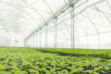 Filiz biber. Saksı biber fidesi yeşil yaprakları kırmızı biber.