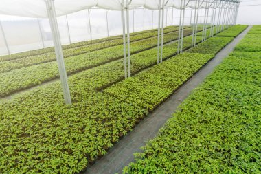 Sera bitki Kreş. Bahar Fidan, genç bitkiler