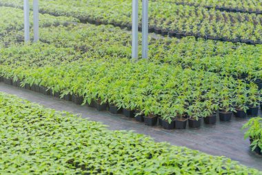 Sera bitki Kreş. Bahar Fidan, genç bitkiler