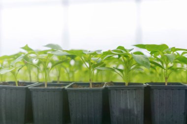 Filiz biber. Saksı biber fidesi yeşil yaprakları kırmızı biber.