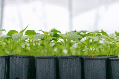 Filiz biber. Saksı biber fidesi yeşil yaprakları kırmızı biber.