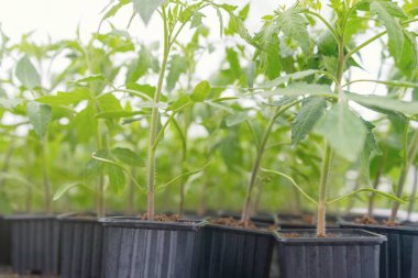 Filiz domates. Saksı domates fidesi yeşil yaprakları.