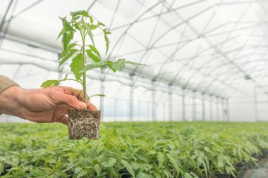 Domates fide tarım, görünür kök ile elinde.