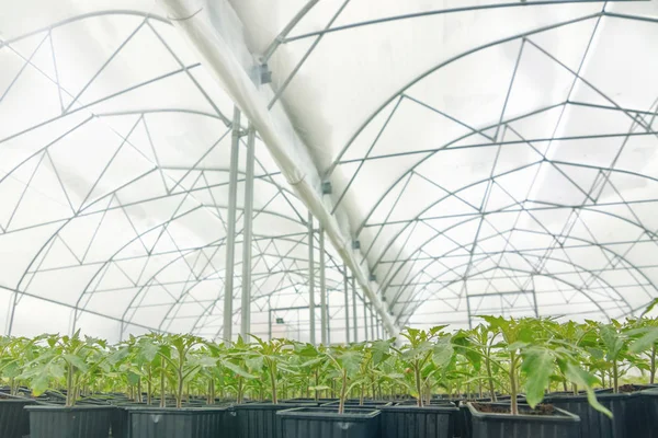 Sprouted Tomato. Potted Tomato Seedlings Green Leaves. — Stock Photo, Image