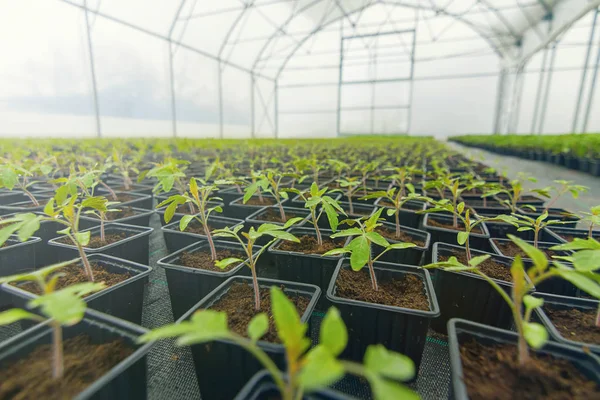 부 화 한 토마토 화분된 토마토 모 종 녹색 잎. — 스톡 사진