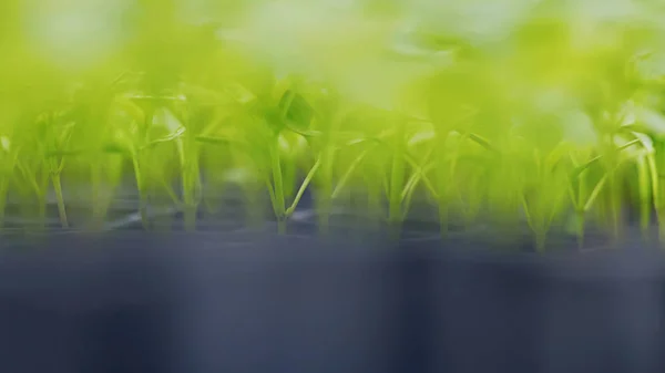 Pimentos germinados. Pimentos em vaso Mudas Folhas verdes Páprica . — Fotografia de Stock