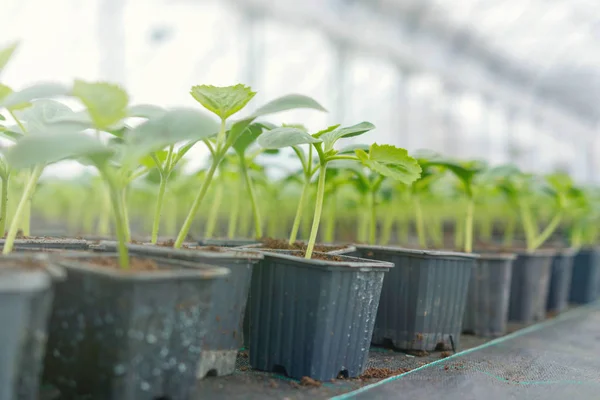 Potted cucumber. Cucumber sprouts Green Leaves New Life. — Stock Photo, Image