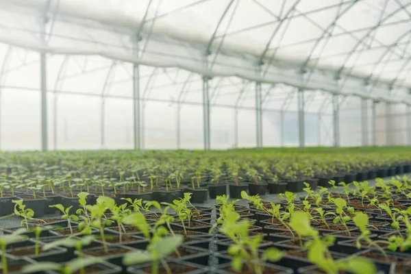 Greenhouse plant nursery. Spring Seedlings, Young plants growing — Stock Photo, Image