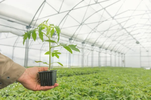 Tomato Seedling in the hand of agriculture, Potted Seedling. — Stock Photo, Image