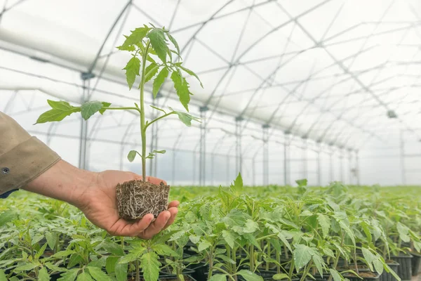 Tomato Seedling in the hand of agriculture, with visible root. — Stock Photo, Image