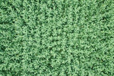 Yeşil kolza tohumu tarım alanı üst görünüm. Kolza tohumu.