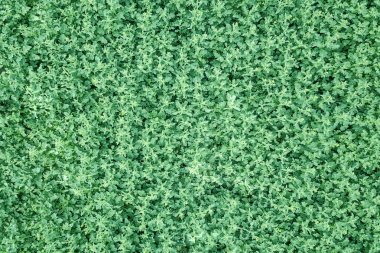 Yeşil kolza tohumu tarım alanı üst görünüm. Kolza tohumu.