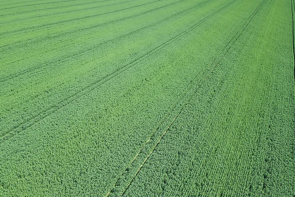 Koolzaad groene veld in het voorjaar, luchtfoto. — Stockfoto