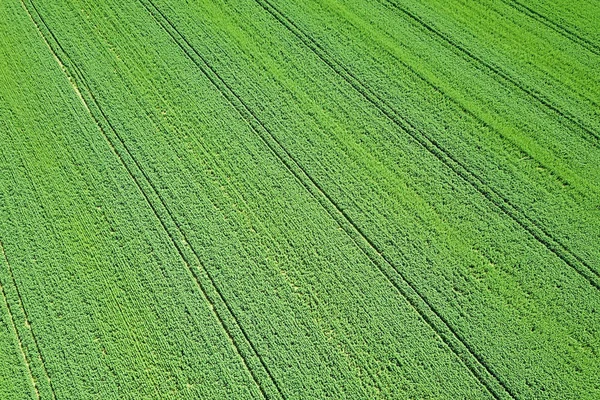 Rzepakowego zielone pola na wiosnę, widok z lotu ptaka. — Zdjęcie stockowe
