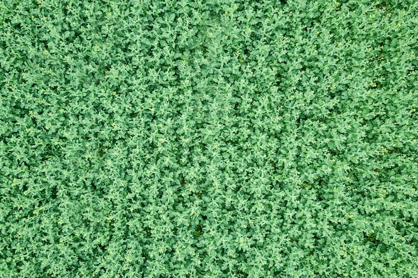 Groene koolzaad landbouw veld bovenaanzicht. Koolzaad. — Stockfoto