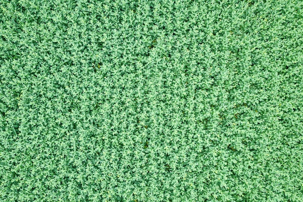 Groene koolzaad landbouw veld bovenaanzicht. Koolzaad. — Stockfoto