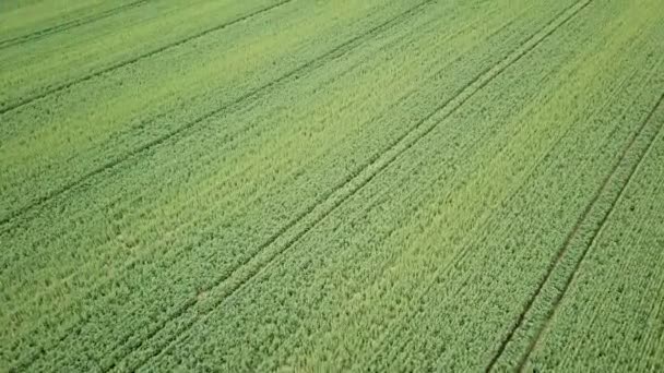 Campo Colza Verde Campo Agrícola Paisaje Vista Aérea Campo Colza — Vídeo de stock