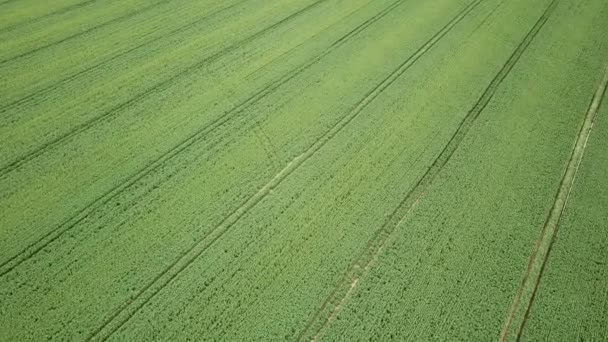 Grüne Rapsfelder Landwirtschaft Landschaft Luftaufnahme Grünes Rapsfeld — Stockvideo