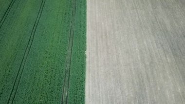 Yeşil kolza tohumu alan, tarım kırsal manzara havadan görünümü. Yeşil kanola kolza tohumu alan.