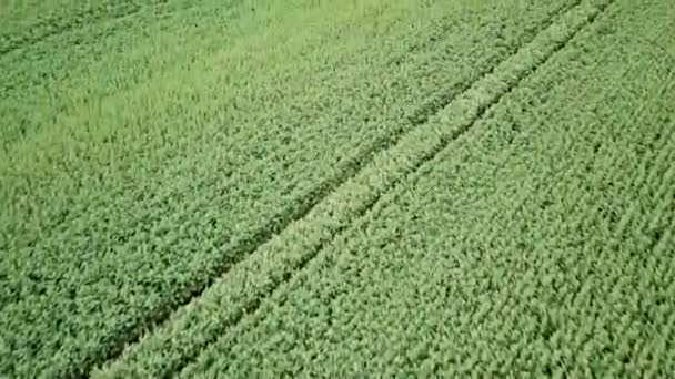 Campo Colza Verde Campagna Agricola Paesaggio Vista Aerea Colza Verde — Video Stock